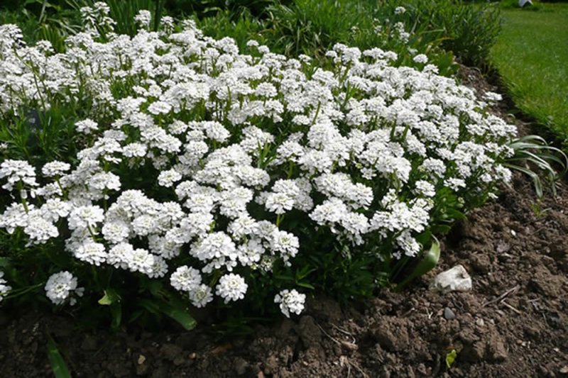 evergreen candytuft